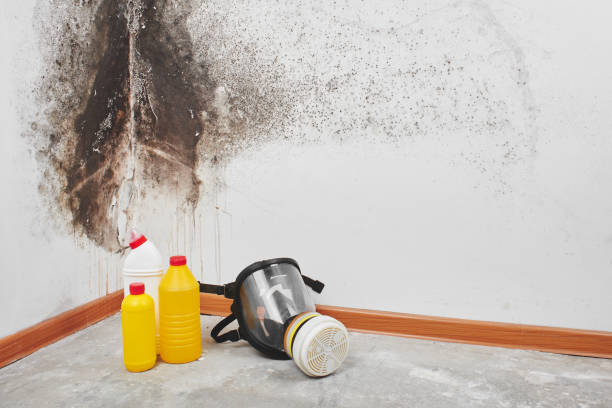 Best Crawl Space Mold Remediation in Hanna City, IL