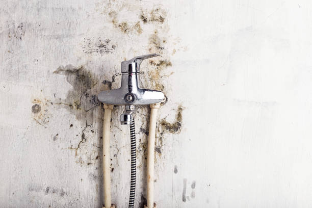 Best Bathroom Mold Remediation in Hanna City, IL