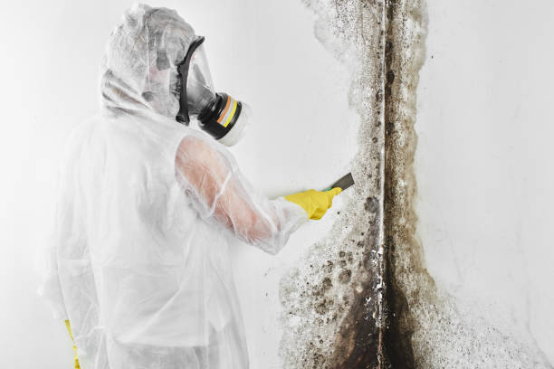 Best HVAC Mold Remediation in Hanna City, IL