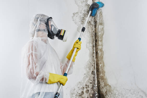 Best Kitchen Mold Remediation in Hanna City, IL