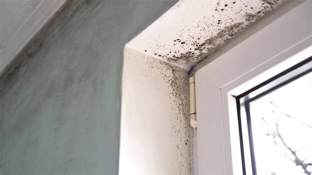 Best Attic Mold Remediation in Hanna City, IL