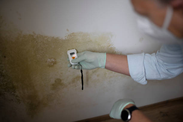 Best White Mold Remediation in Hanna City, IL