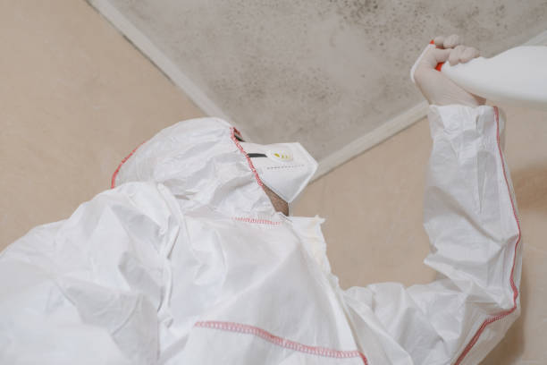 Best Emergency Mold Remediation in Hanna City, IL
