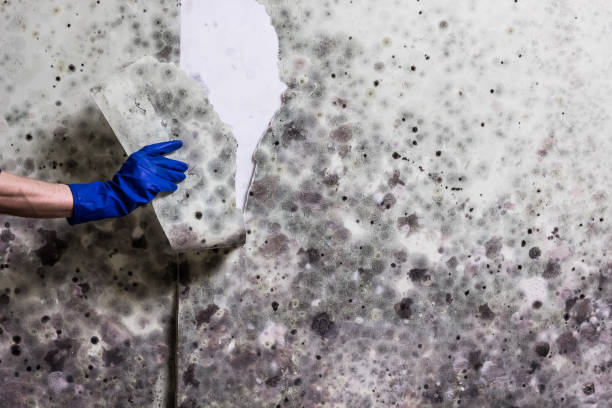 Reliable Hanna City, IL Mold Remediation Solutions